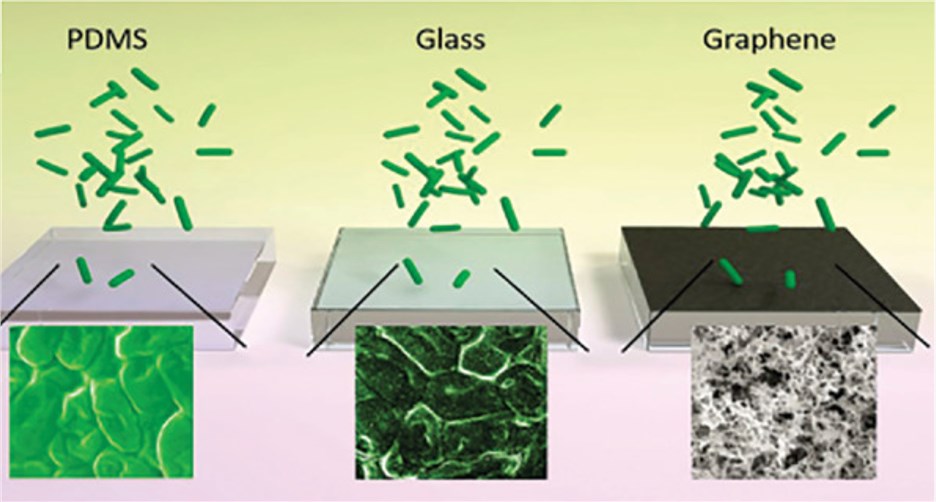 Growth of bacterial cultures on PDMS, glass, and laser-induced graphene surfaces.