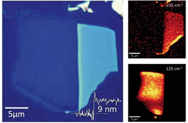 Optical image of a thin MoTe2 flake with two areas of different reflection contrast.